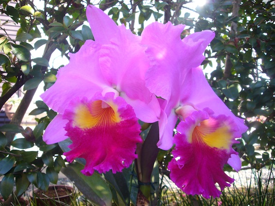 SEIKI’S　orchid house 16