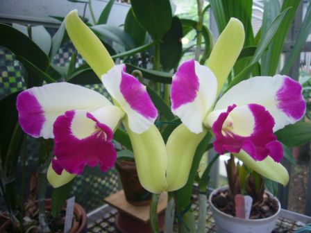 SEIKI’S　orchid house 18