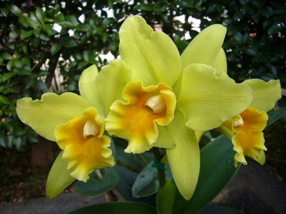 SEIKI’S　orchid house 20