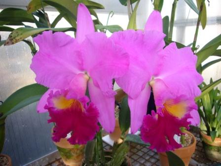 SEIKI’S　orchid house 12